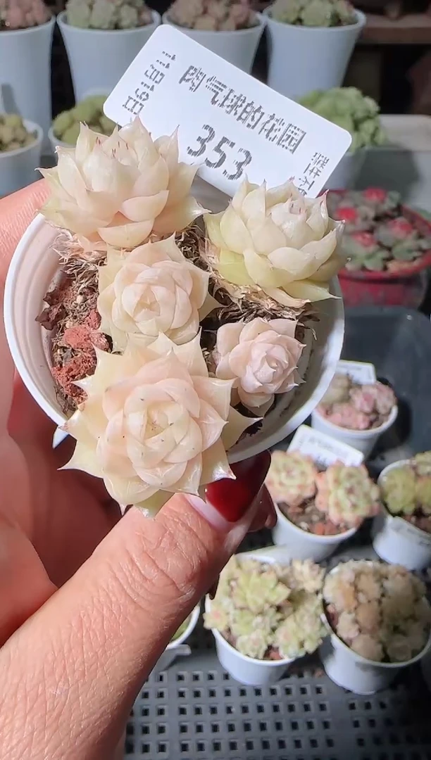 1119-353麦秆群生不包整