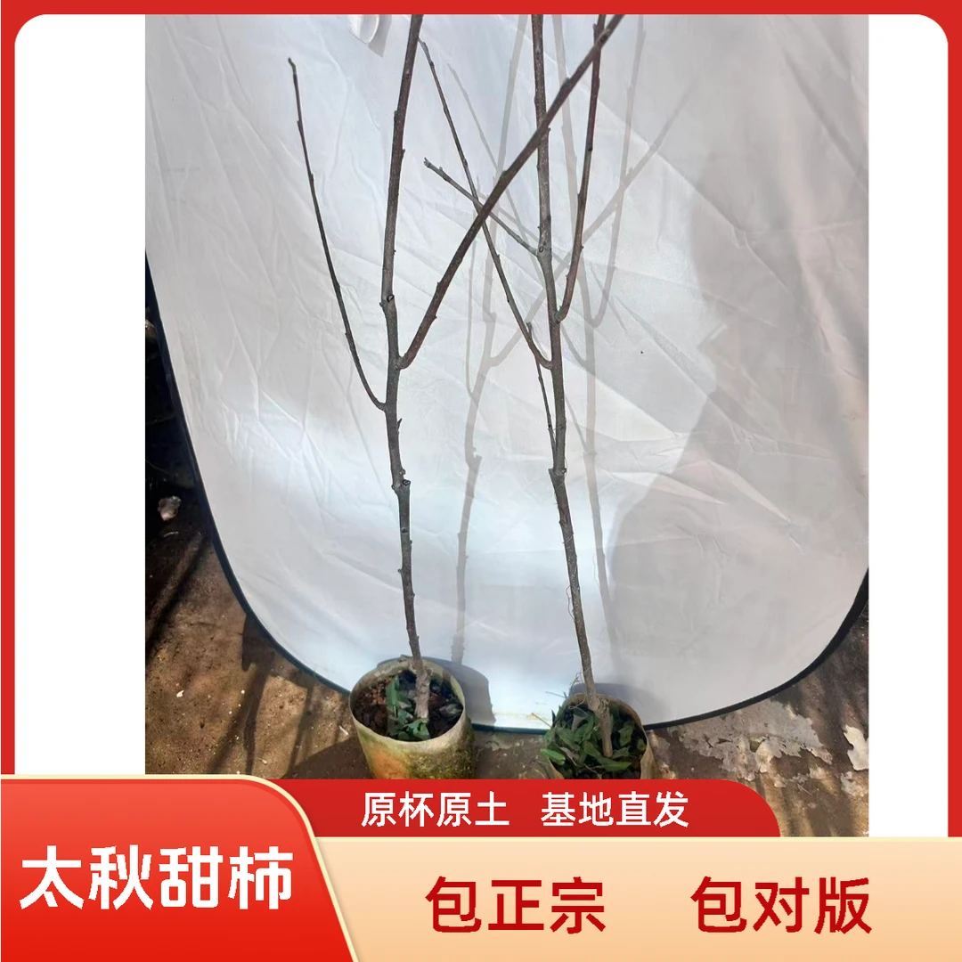 【太秋甜柿两年杯苗】湖南长沙基地直发原杯原土发货包正宗对版