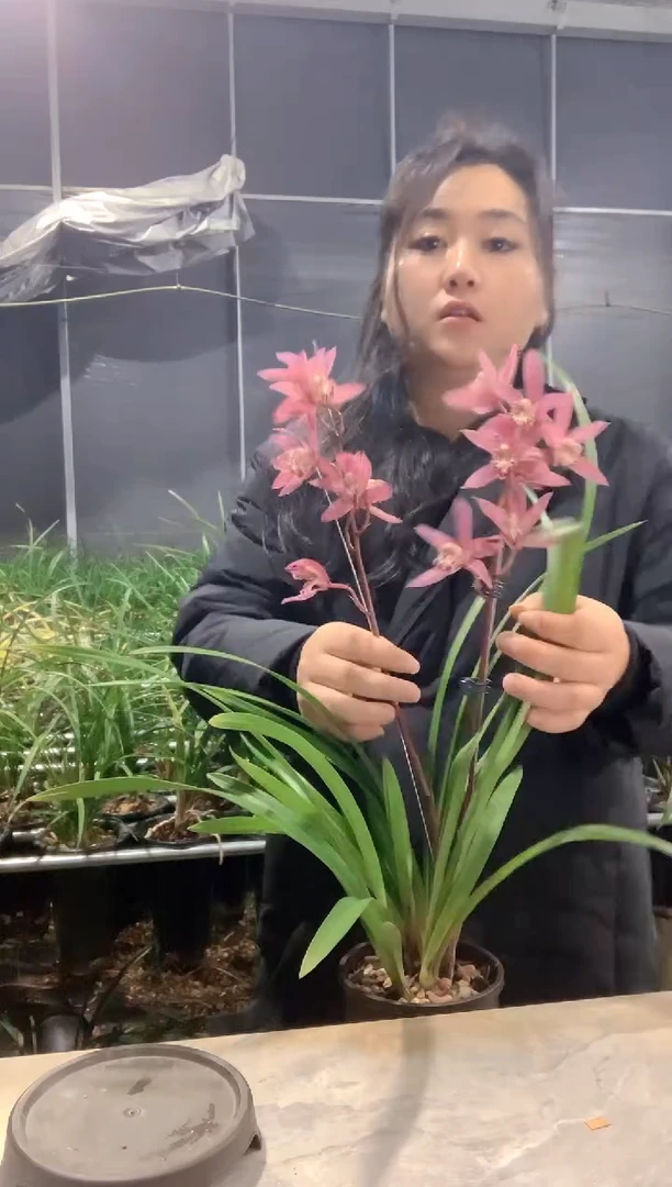 大部分开放少量花苞台北小姐8苗带花裸根发货