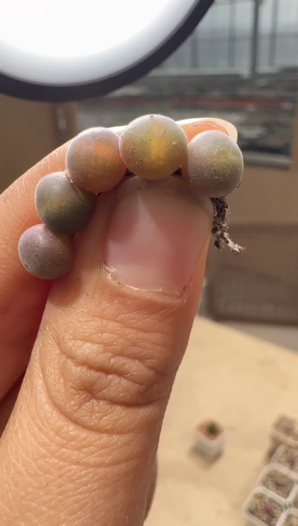 216多肉植物肉锥SB793空蝉一颗