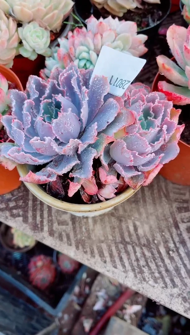 A***?跃跃精品多肉28011