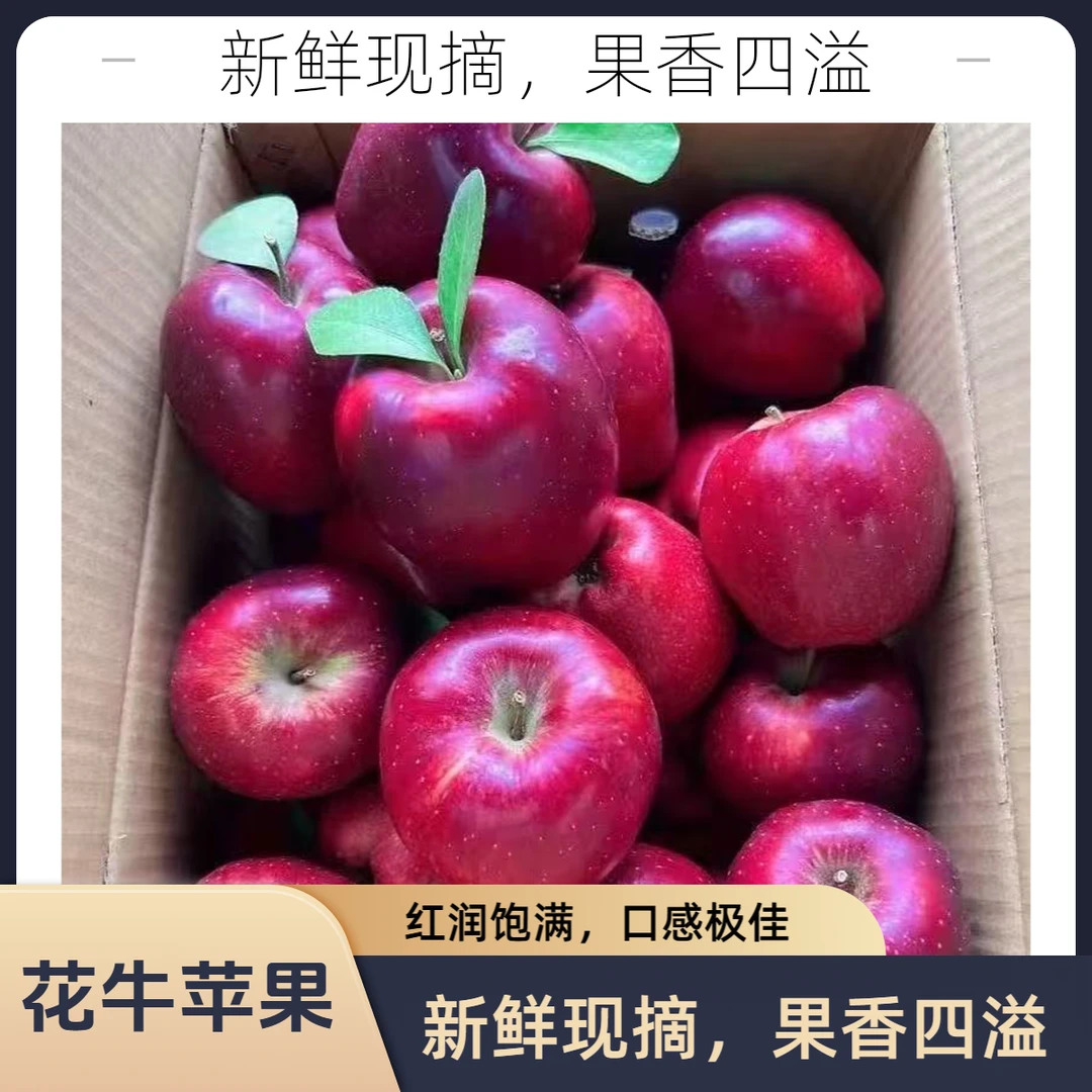 【可粉可脆】甘肃花牛苹果圆果粉脆新鲜水果【汤家限定】
