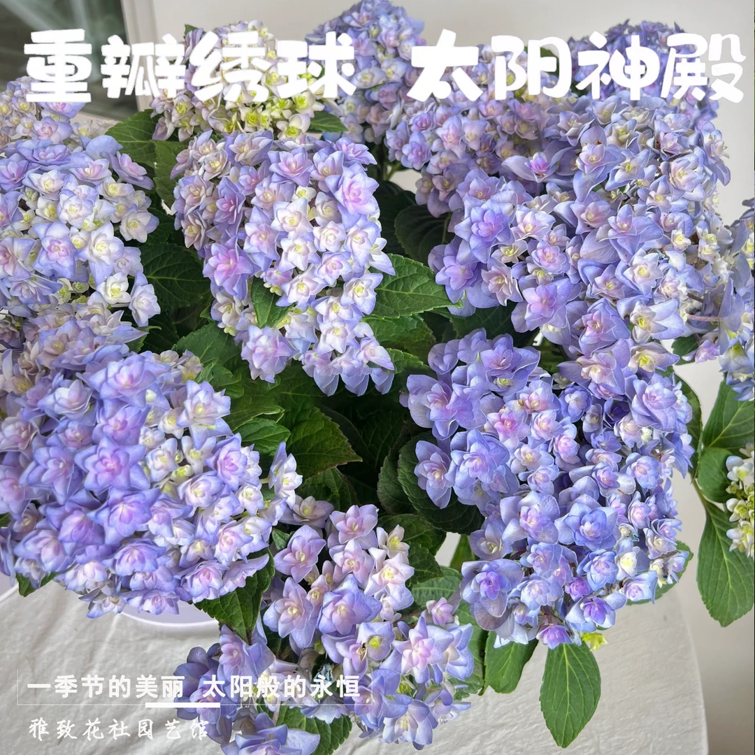 【太阳神殿3A】绣球花盆栽庭院装饰植物大苗阳台花卉绿植
