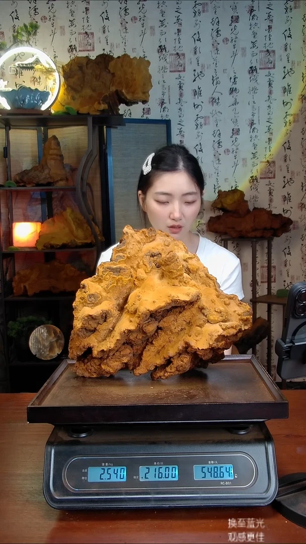 松针层孔菌中国大陆【藏区】松树桑黄（5.08斤）60-70年份