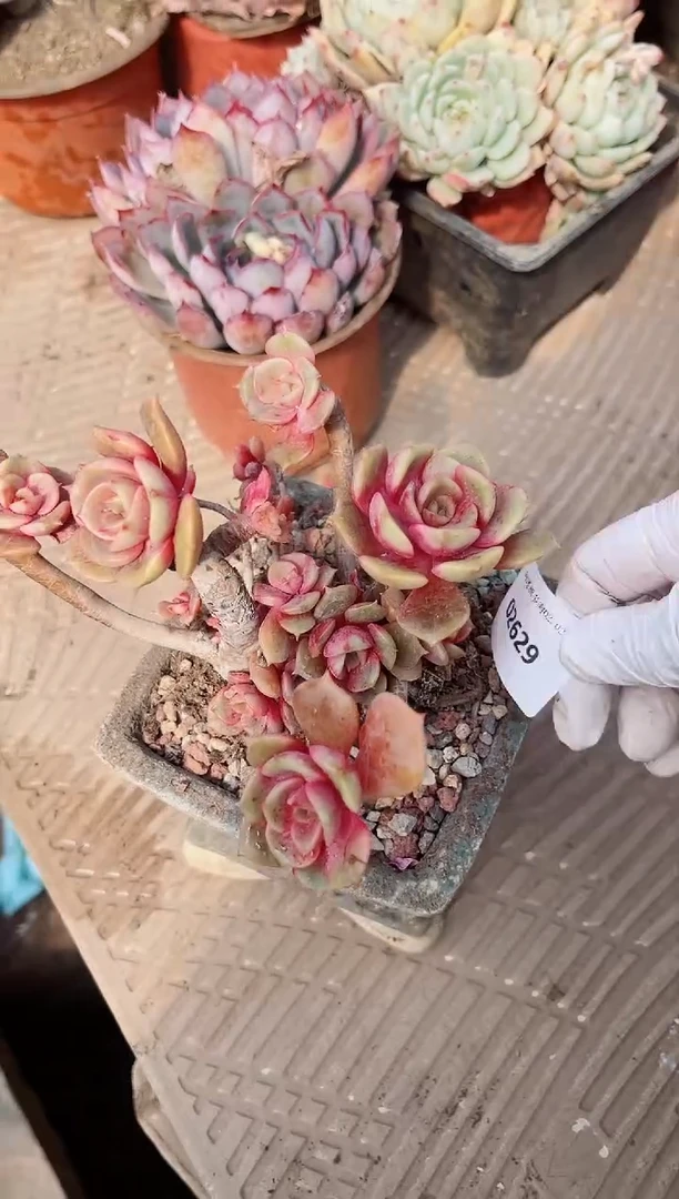 【闪购商品】02629