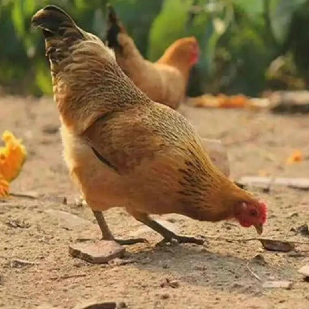 青脚麻羽鸡绿壳蛋可作宠物鸡包邮发货