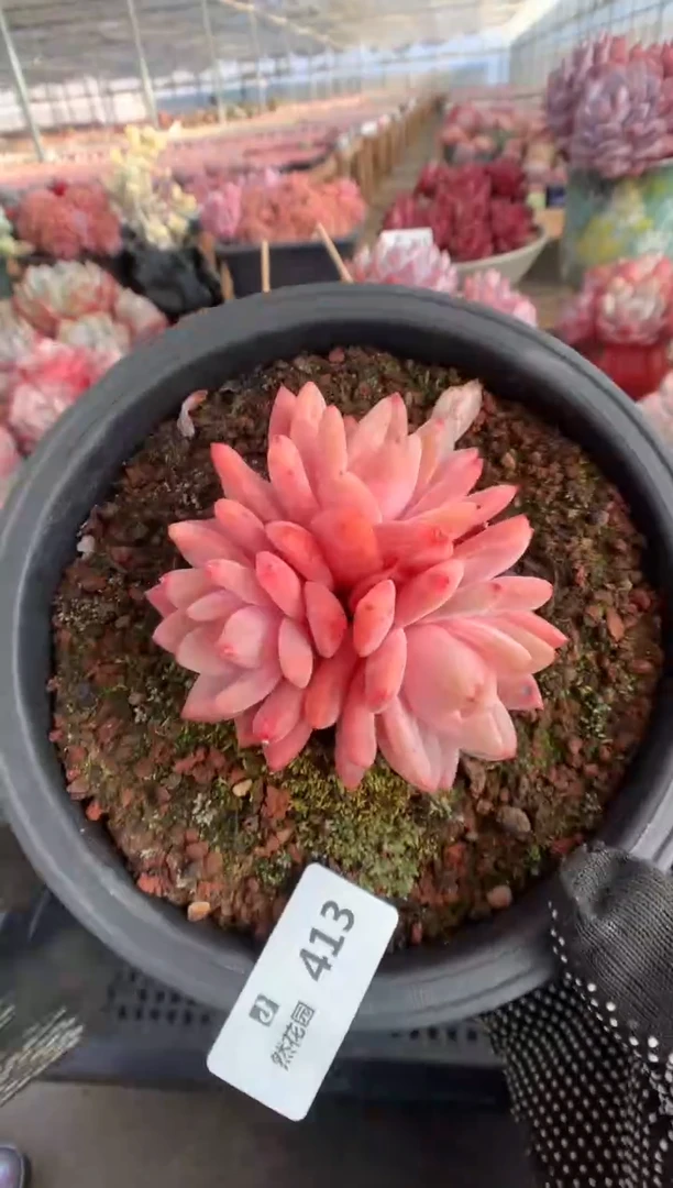 413玫瑰梦露多肉植物一物一拍