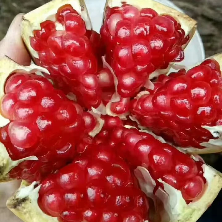 石榴树 特色石榴树苗