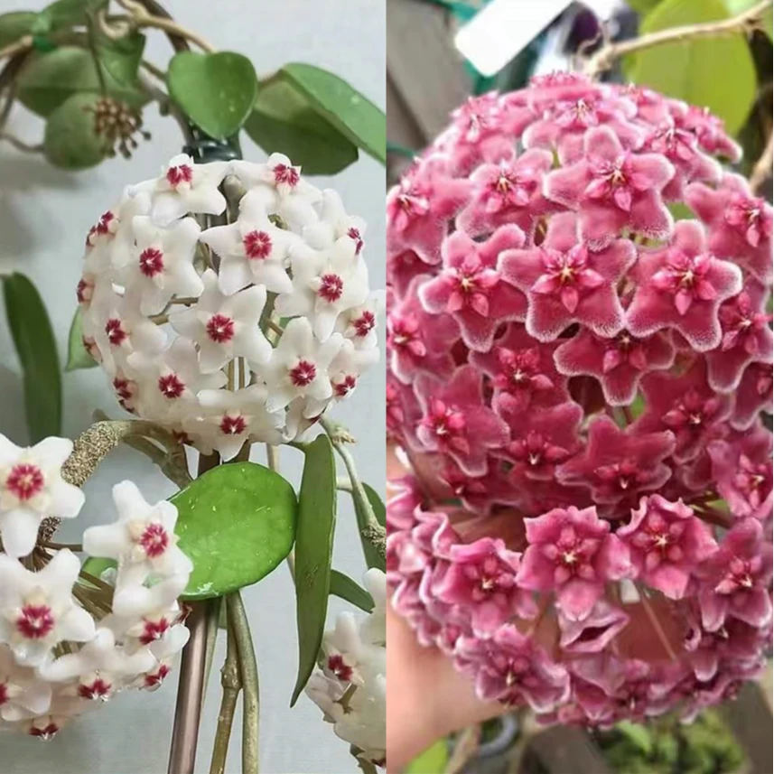 银斑绿叶红球兰黑巴顿大花球型爬藤开花白红花耐热耐寒勤花