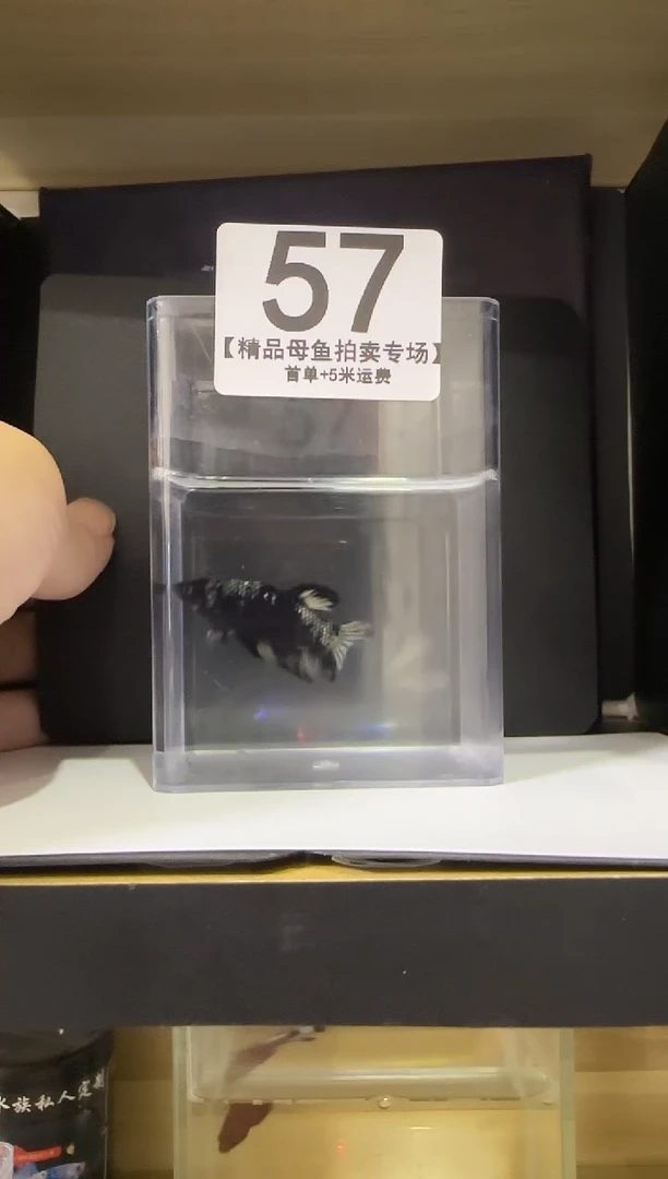 斗鱼精品母鱼编号57