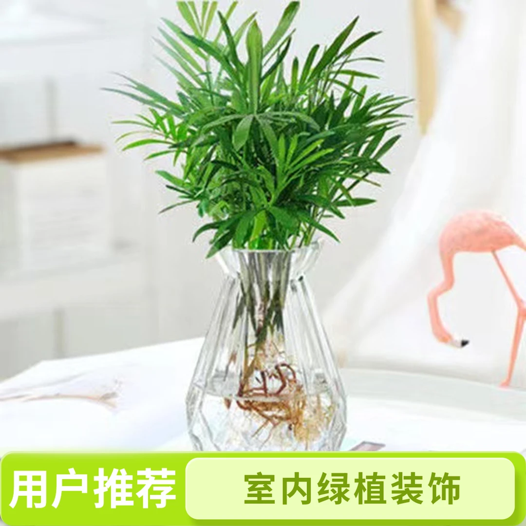袖珍椰子绿植多肉可水培植物室内客厅办公室观叶小盆景盆栽
