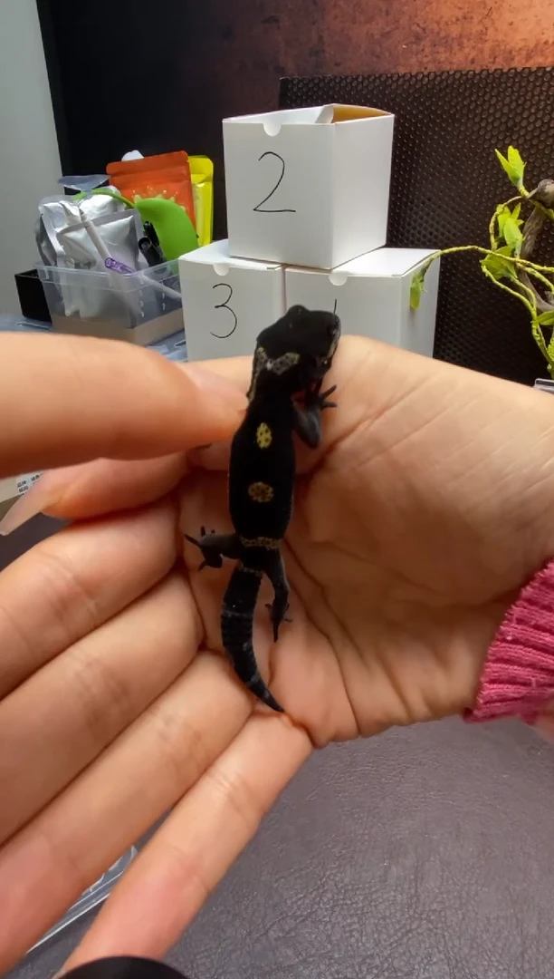 豹纹守宫 鳞与尾 Scale Tail 爬宠黑夜