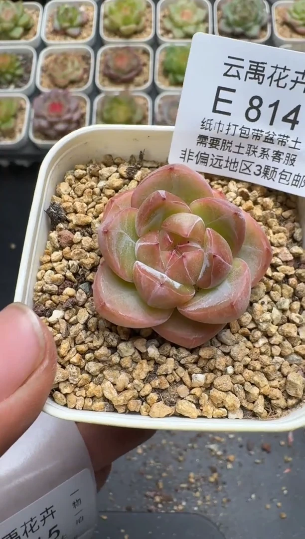 814E云禹多肉植物 带盆土纸巾打包 3颗包邮