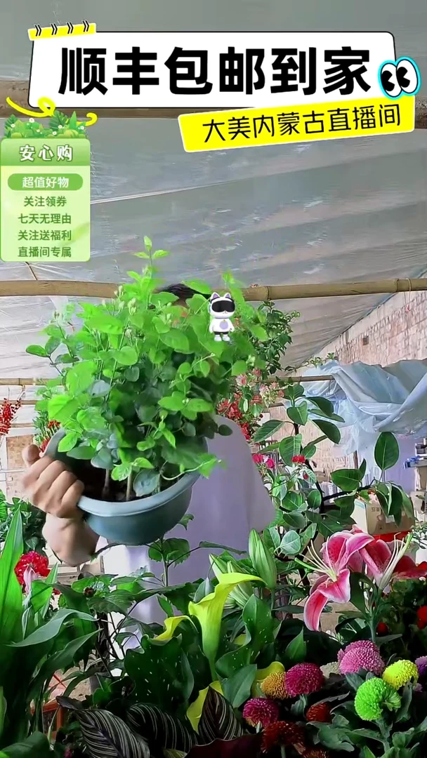 完全开放香水茉莉