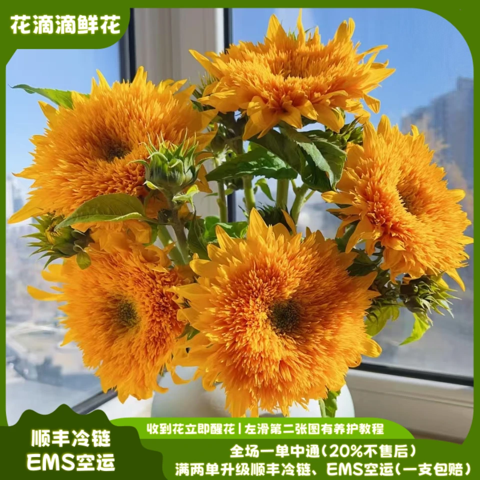 泰迪向日葵，配花草花