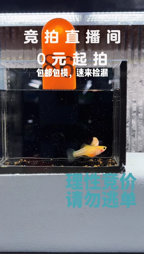 孔雀鱼粉红琉璃一对编号86