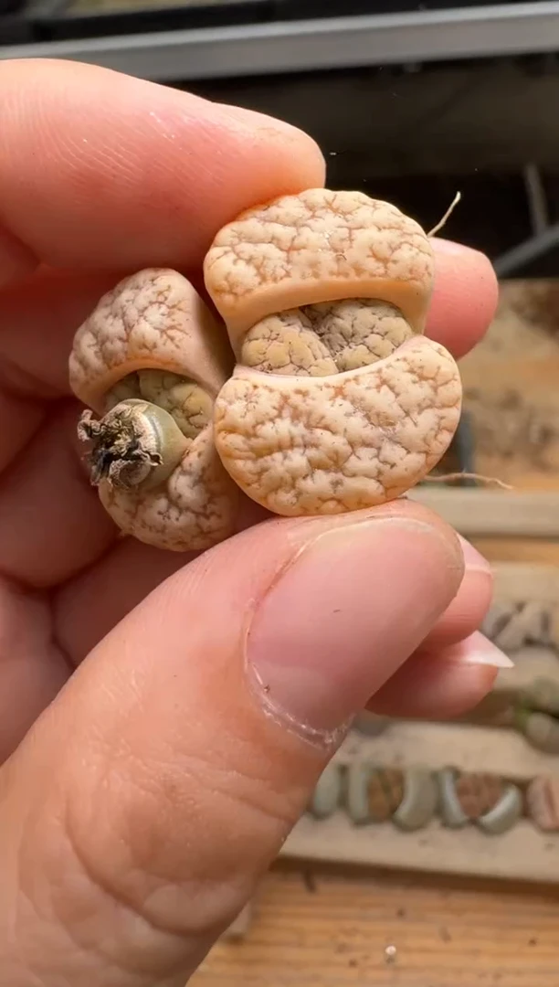 【闪购商品】1/22-149