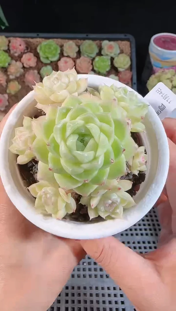 1114-178群生不包整