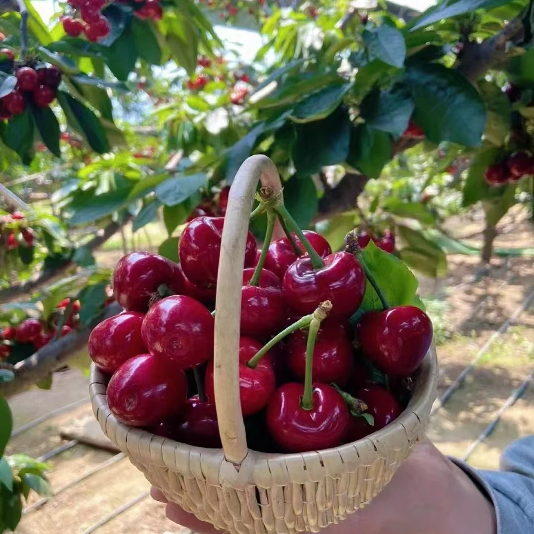 【自花授粉】齐早车厘子2年带分支 低需冷量品种