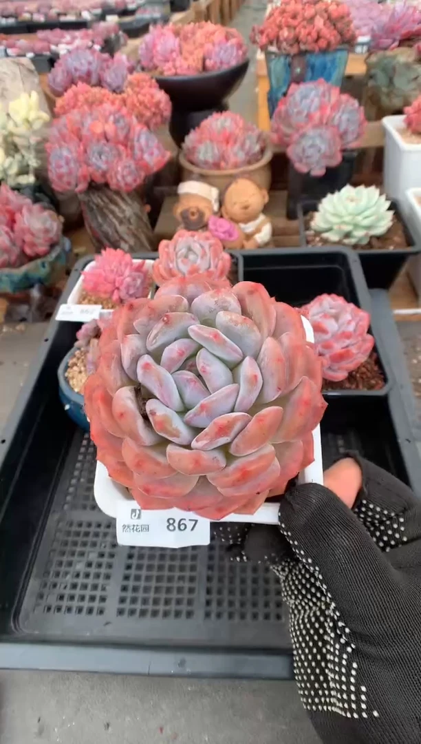 867蒙克一物一拍