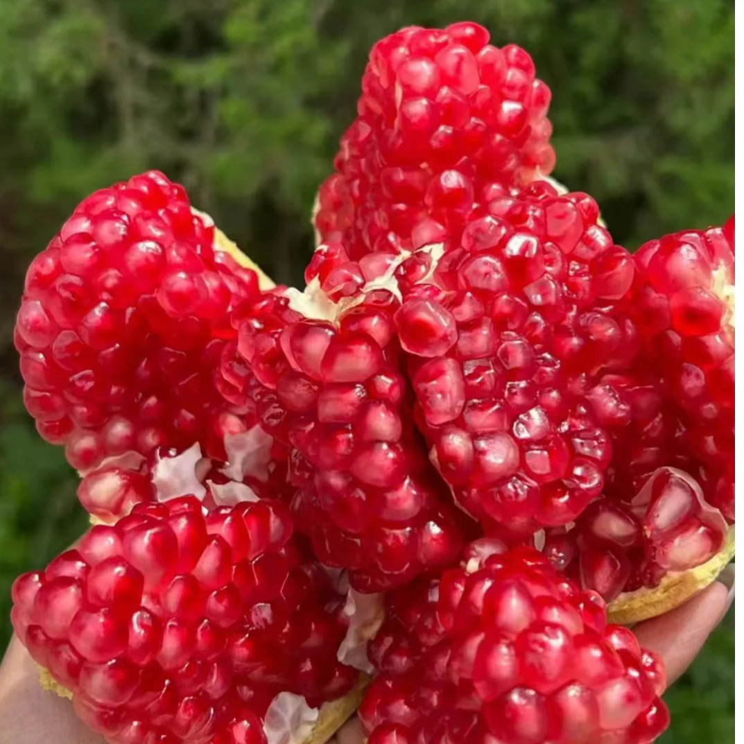 （申通快递）云南突尼斯软籽石榴新鲜当季水果