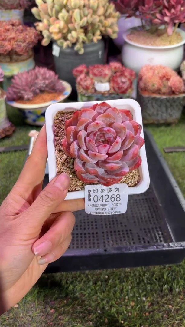 【闪购商品】04268