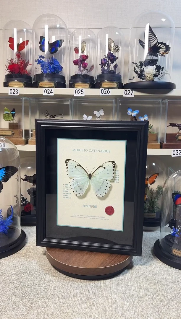 大自然真实的蝴蝶标本