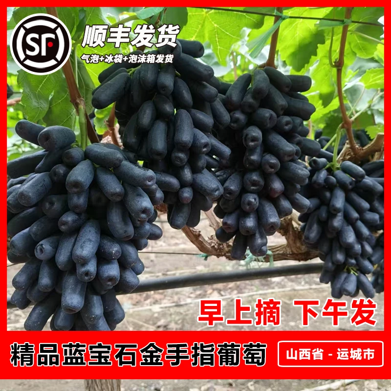 【顺丰发货】当日新鲜采摘蓝宝石葡萄金手指无籽黑提美人指孕妇水果