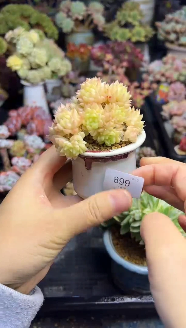 宇**心899               不带盆