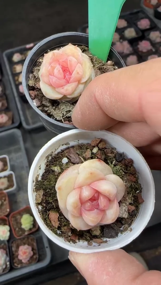 【闪购商品】一物一拍0210—237