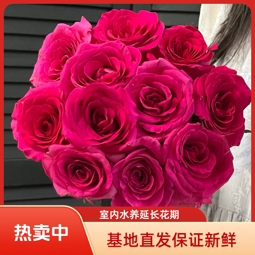 弗洛伊德玫瑰10支可室内水养有香水味家用插花鲜切花两单顺丰包邮