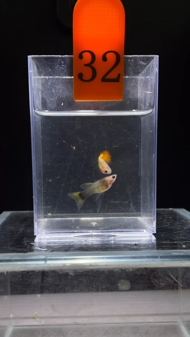 孔雀鱼小蜜蜂C编号32
