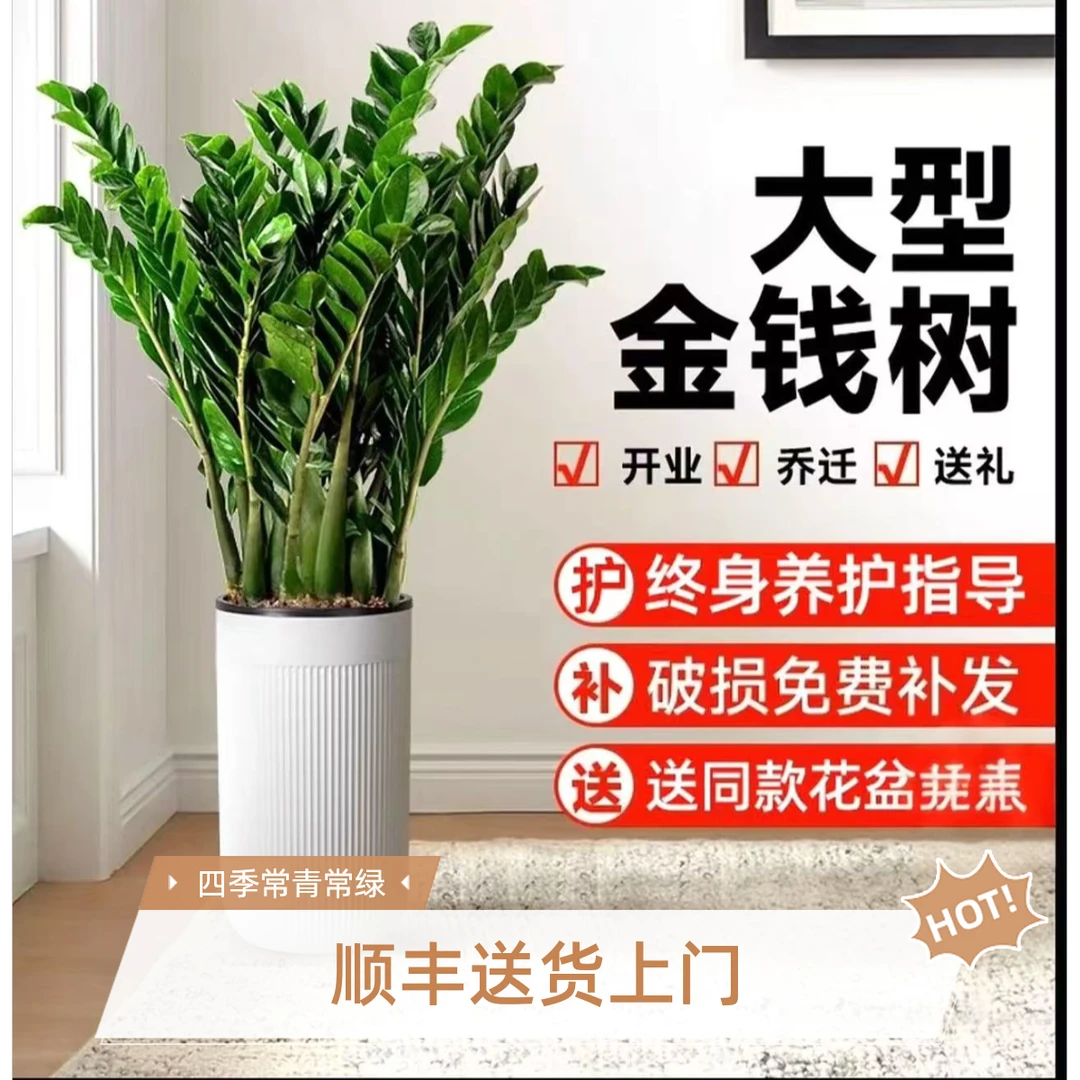 【顺丰发货】1.2 - 1.4米金钱树室内落地大绿植客厅办公室招财盆栽