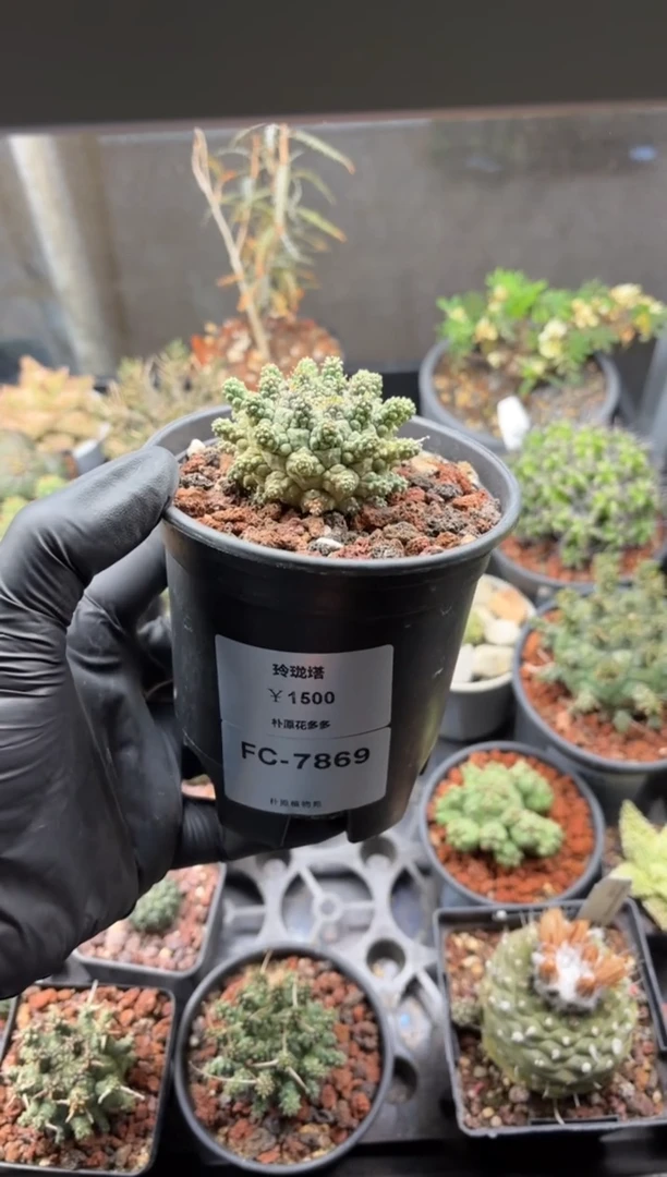 玲珑塔大戟FC-7869