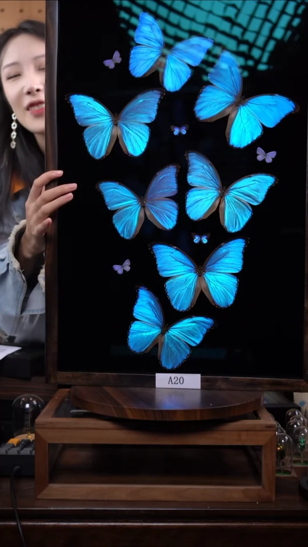 蝴蝶标本摆件博物级别装裱收藏级竞拍a20