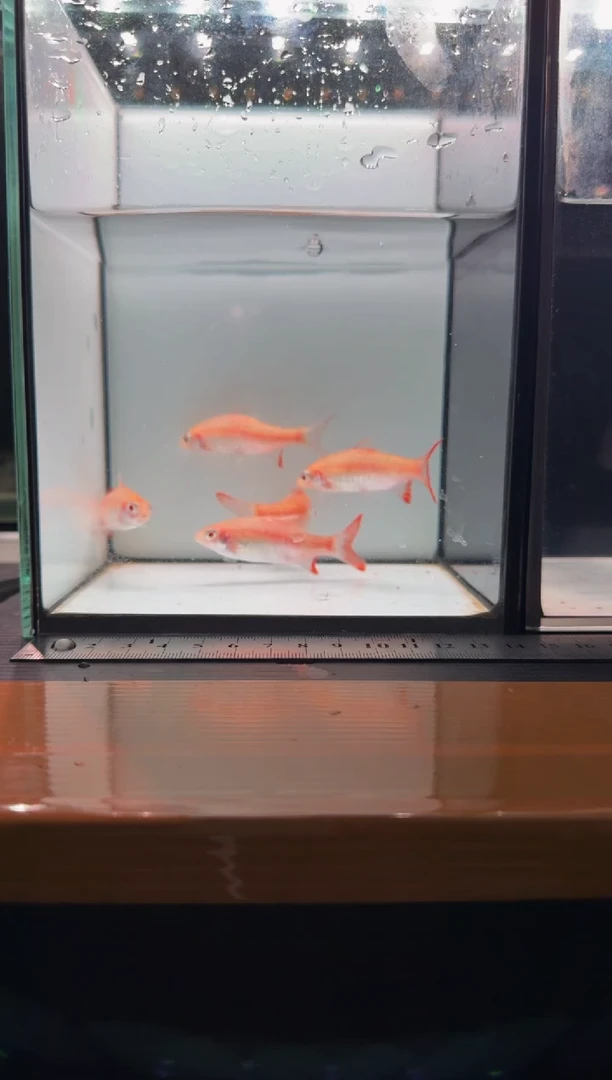 海水鱼白子红尾鲫