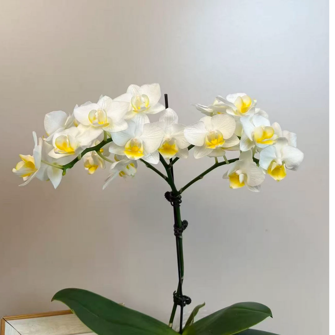悠花里蝴蝶兰【水仙】全花开花珠发货
