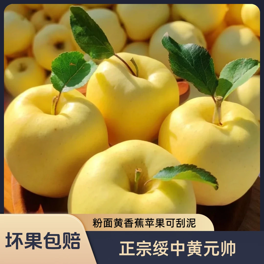 【辽宁绥中】正宗东北黄元帅苹果丑苹果新鲜现摘2025新苹果坏果包赔