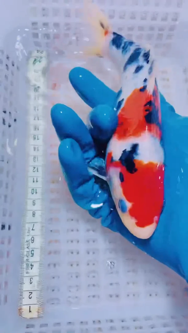 锦鲤血统锦鲤全场包邮51