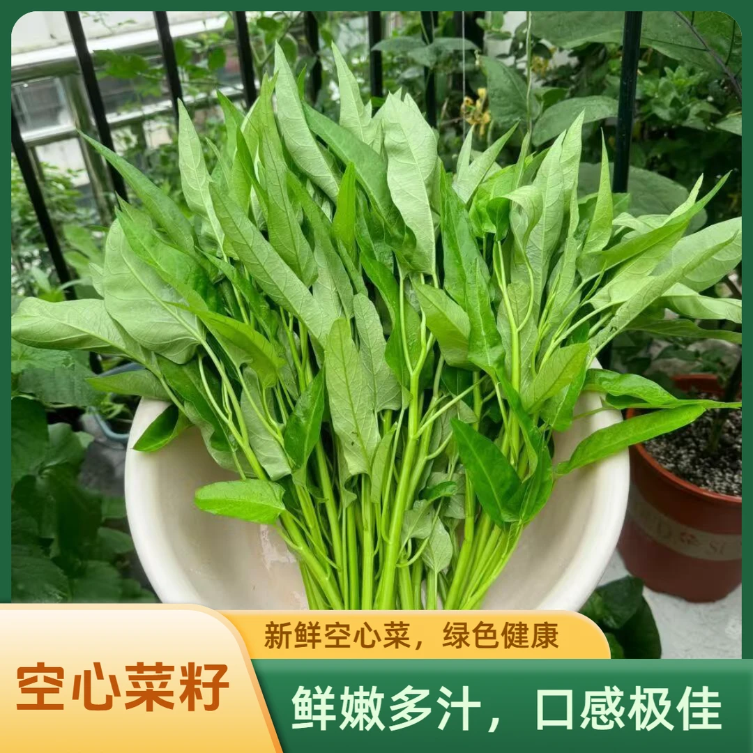 【直播专享】三叉空心菜种籽大叶水通心春季播四季阳台盆栽蔬菜孑AA