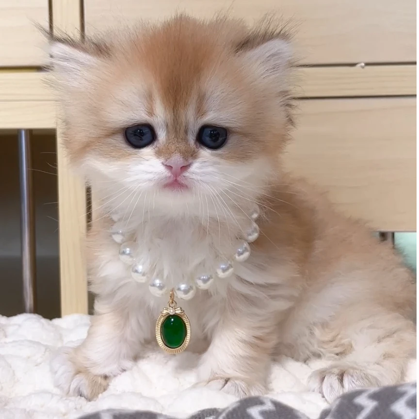 【糖柚金渐层猫屋】精品活体猫咪