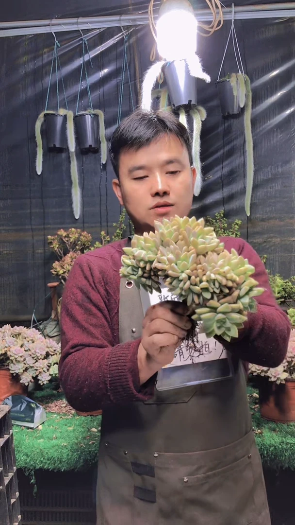 242淡雪缀化一物一拍