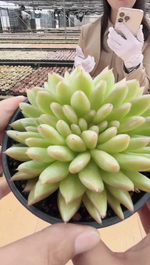 东云多肉园新款-54