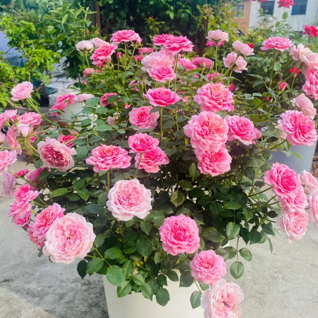 【铃之妖精】棒棒糖月季 浓香带花苞 丰花勤花 阳台盆栽 庭院地栽