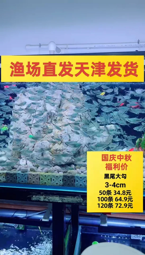 灯科鱼黑尾大勾4~4.5cm80条+送9条备损 到手共90条(赠送不包损)