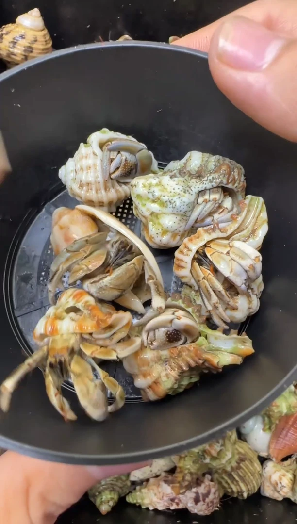 不理不拉5只+送1只残联不理不拉（6只包活4只）