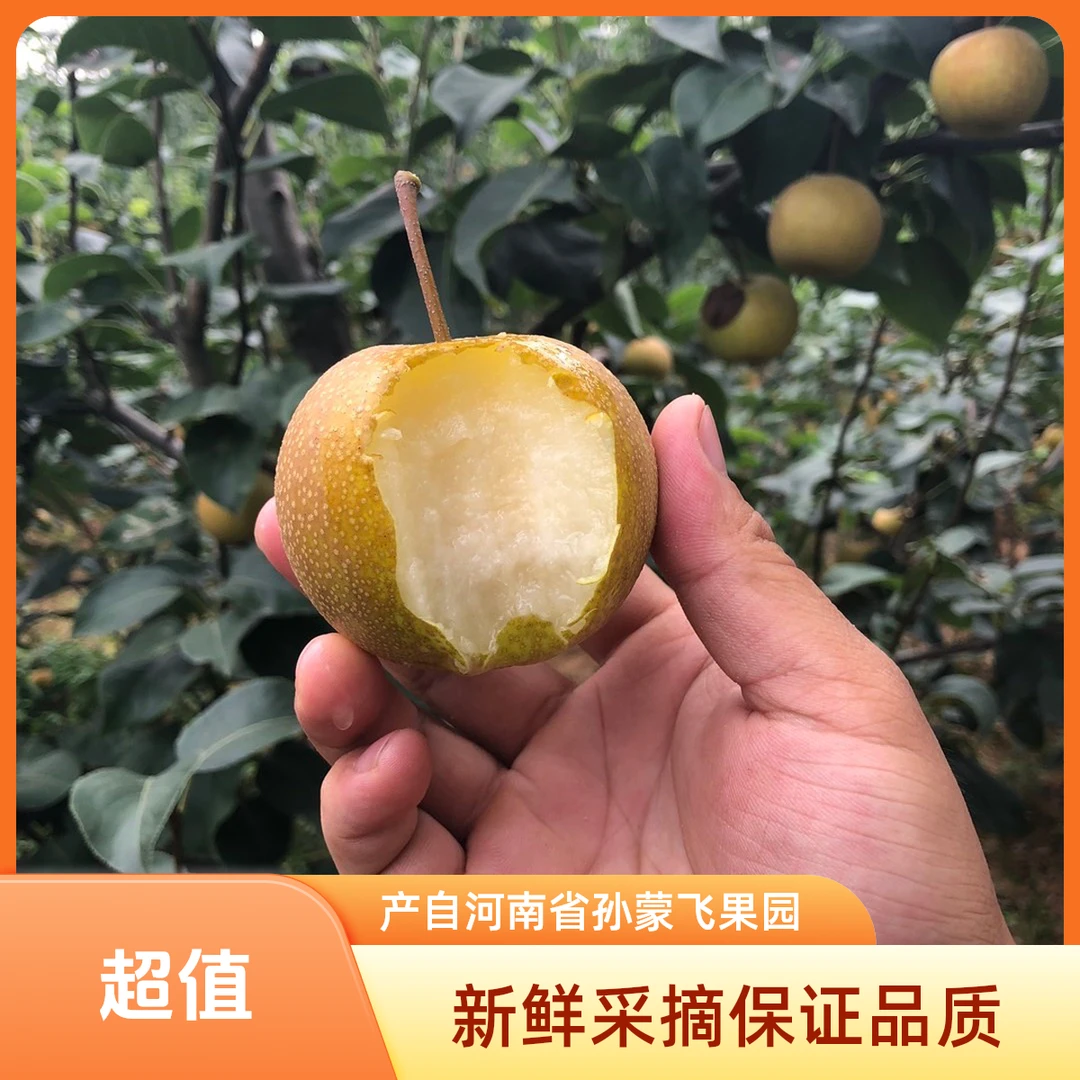 河南省孙蒙飞家新鲜采摘杏水梨净重五斤