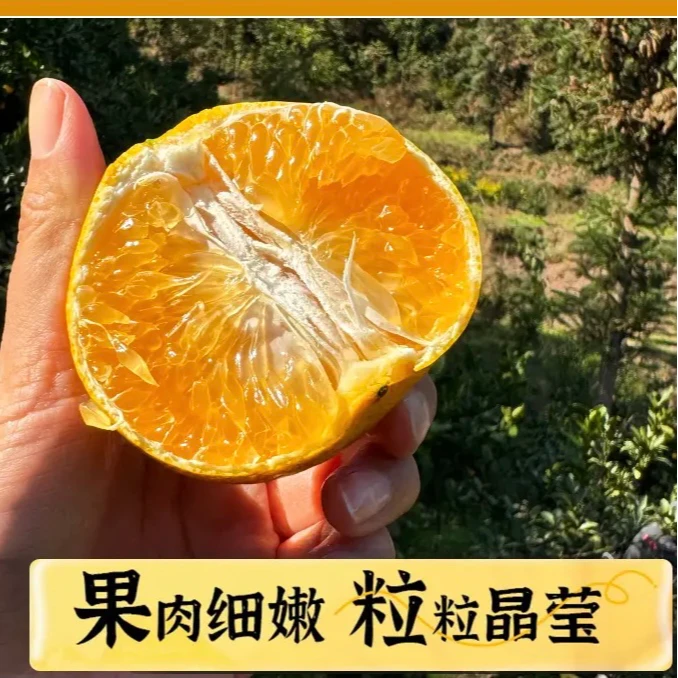 湘西岩垅阳光一号橘柚新鲜水果香甜多汁柑橘细嫩爽滑当季产地直发
