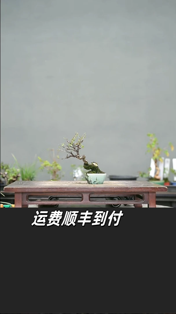 星**达55