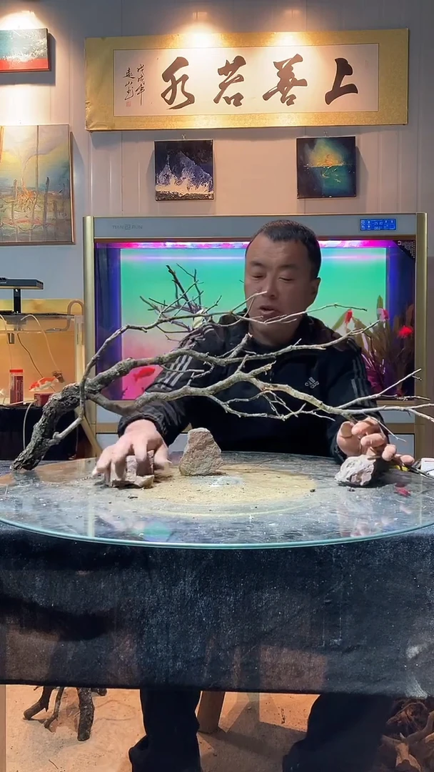 137号天然黄栎木长78高36适合80-90缸用